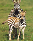 National Park of Serengeti  Tanzania