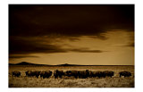 Buffalo Day Dream