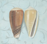 Cone Shells
