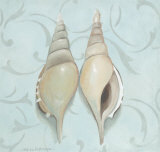 Tibia Martinie Shells