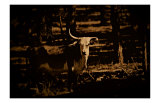 Western Bull