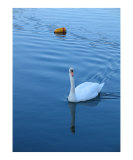 Swan in Rockport 1