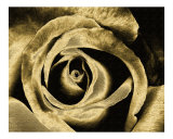 C 113 Solarized Gold
