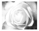 CI 129 B&W Inner Light