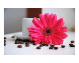 Coffee Flower