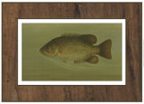 Rock Bass
