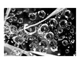 Spider Web in Black & White