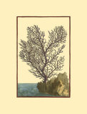 Coral by the Sea II