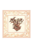 Coral with Shell Border III