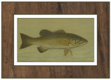Small-Mouthed Black Bass