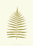 Lowes Fern IV