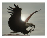 Montana Eagle