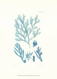 Shades of Aqua IV