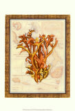 Exotic Map with Coral II