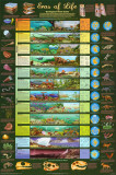 Eras Of Life Chart