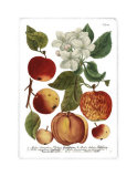 Weinmann Fruits I