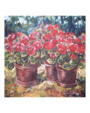 Geraniums