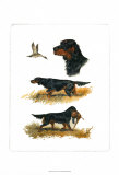 Gordon Setter