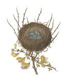 Antique Bird's Nest II