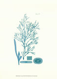 Shades of Aqua I