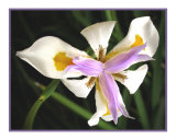 White  gold and lavender Iris
