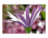 White-purple Daisy