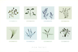 Eight Herbs