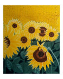 Sunflower Field