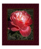 A Rose for Grandma