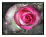 Pink-white rose after a rain