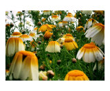 Lazy daisies  Half Moon Bay  CA