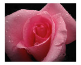 Pink rose after a rain