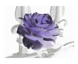 Purple rose  Heavens gate