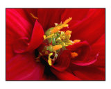 Red Mum