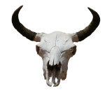 Steer Skull