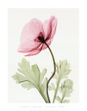 Iceland Poppy II