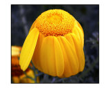 Yellow Daisy