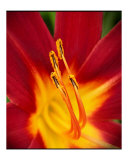 Fire Lily