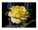 Yellow rose  Iron gate