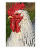 Cock