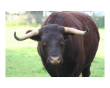 Bull