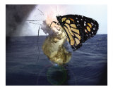 Emergence