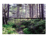 Fallen Tree