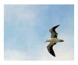Seagull in Flight
