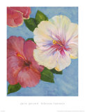 Hibiscus Fantasia