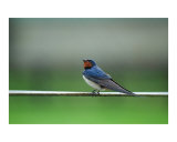 Bird on a Wire