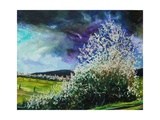 Hawthorn in blossom