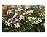 Mixed Flowers