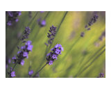 Lavender Dream