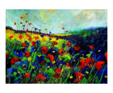 Red and blue poppies